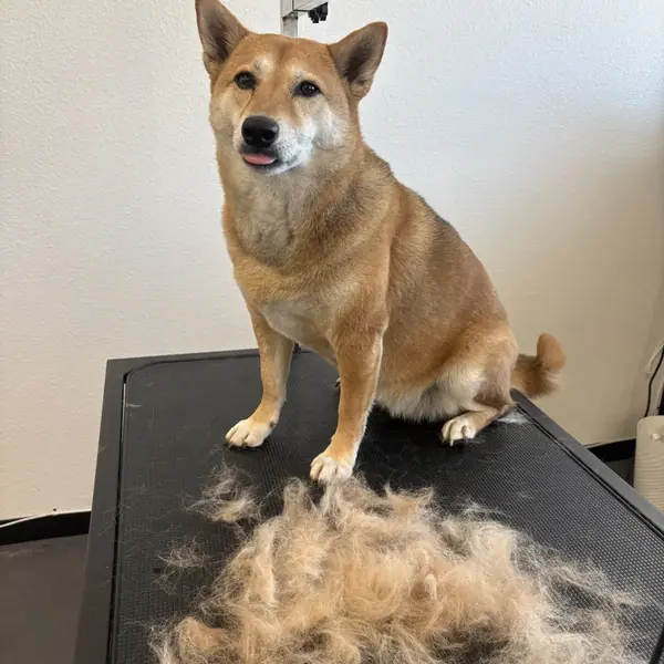 Freshly groomed dog at K9 Rox Club
